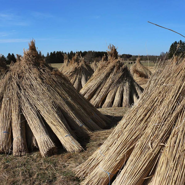 Sutu Natural Reed Drinking Straws - 10x 20cm plus Cleaning Brush