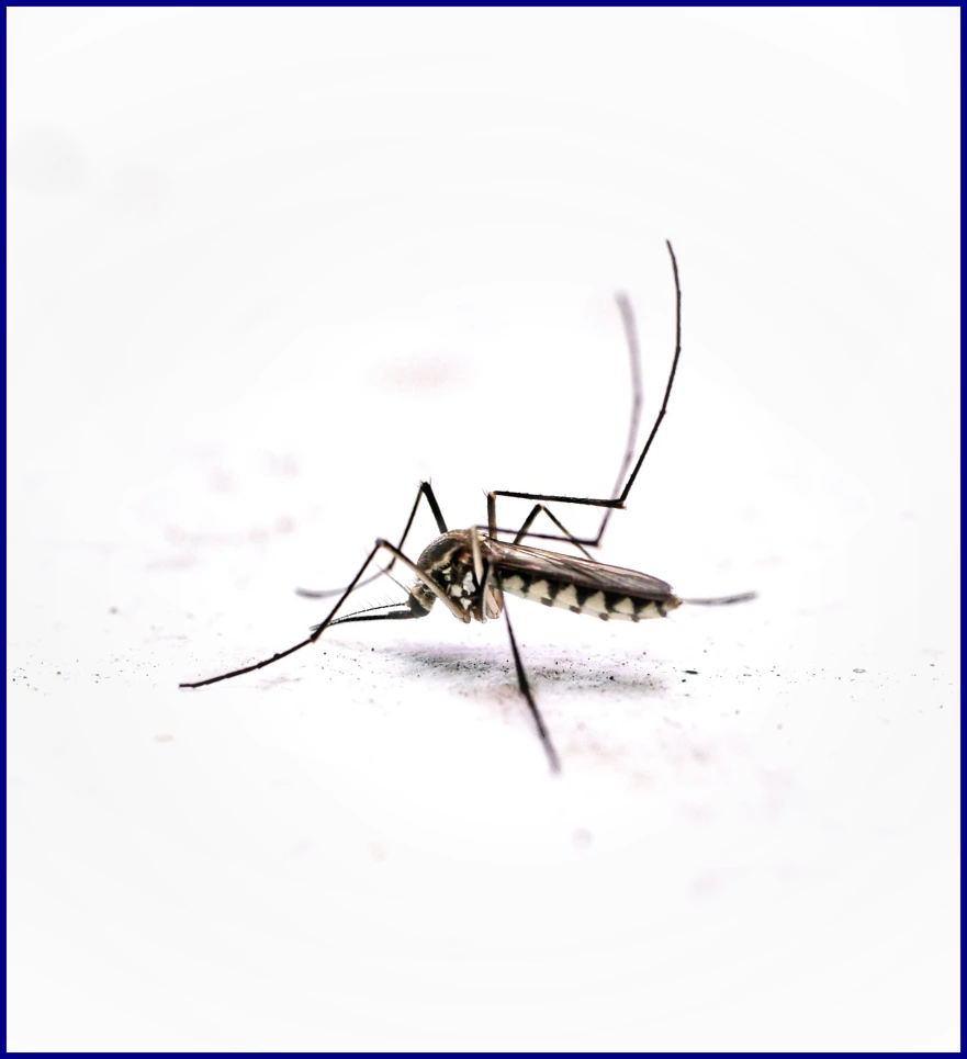 Insect Bites &amp; Stings