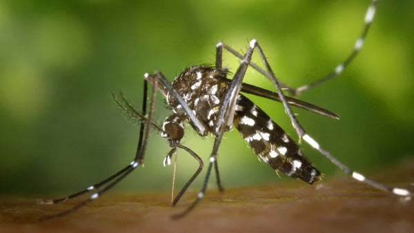 BiteSucker - Relief from Mosquito and Insect Bites